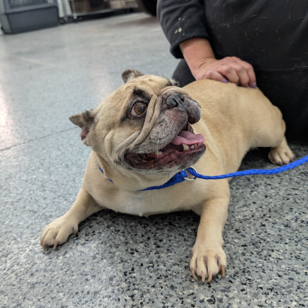 French Bulldog