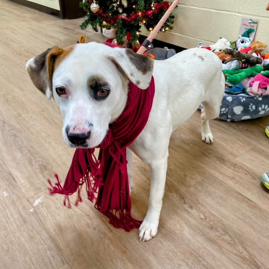 Cordelia — thumbnail 3