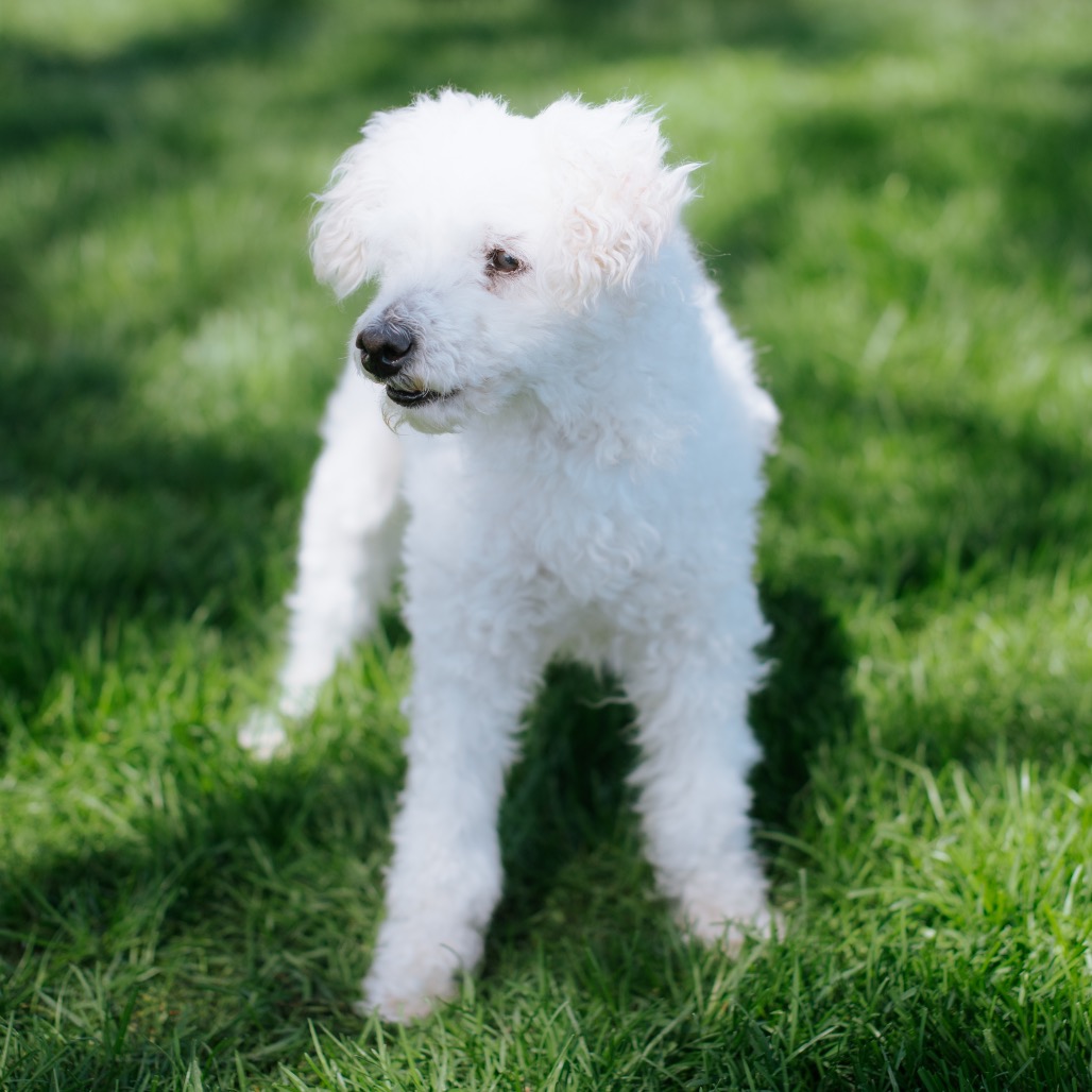 Bichon Frise