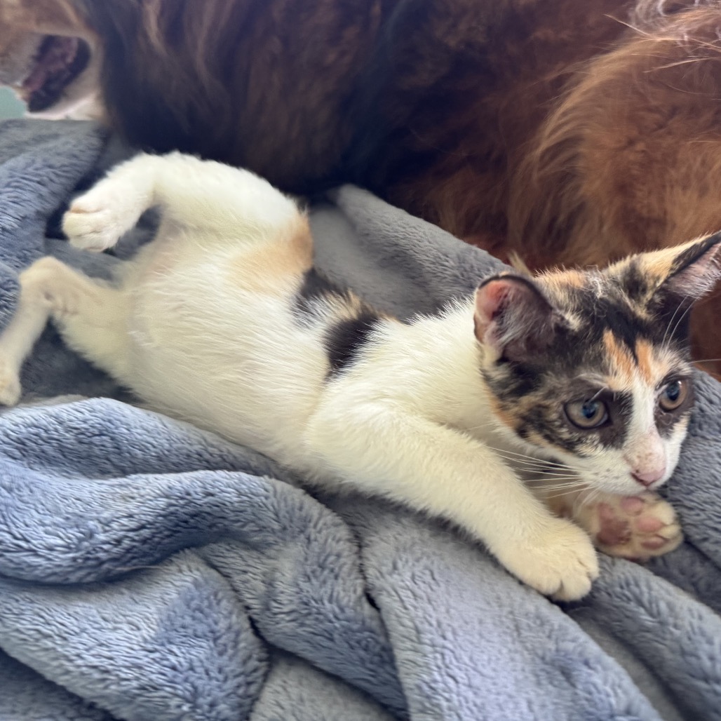 Addison (Addie) Image