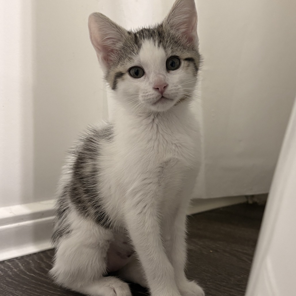 Lime: Female 2 Domestic Shorthair