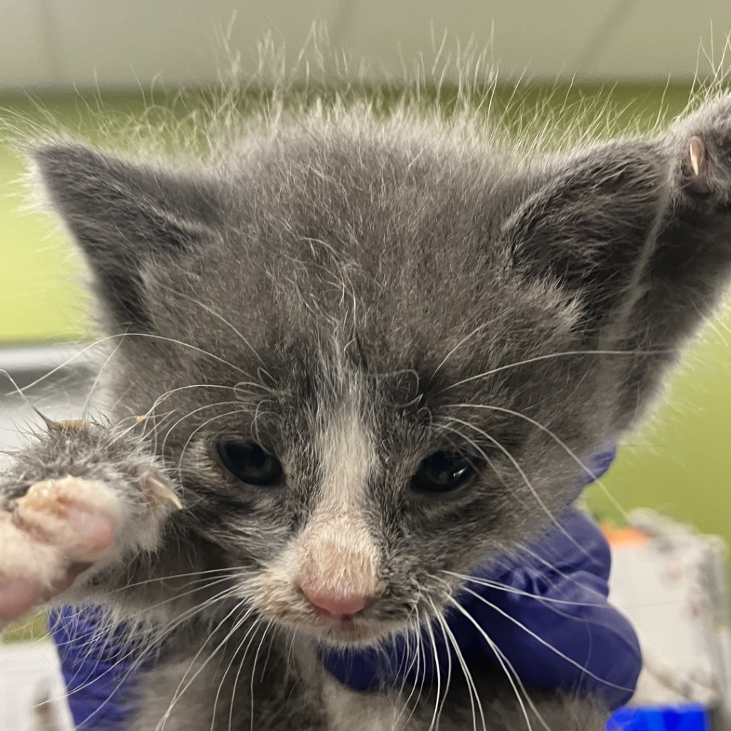STERLING - Domestic Shorthair available for adoption