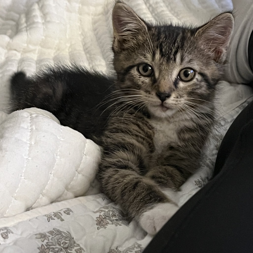 DIP STICK - Domestic Shorthair available for adoption