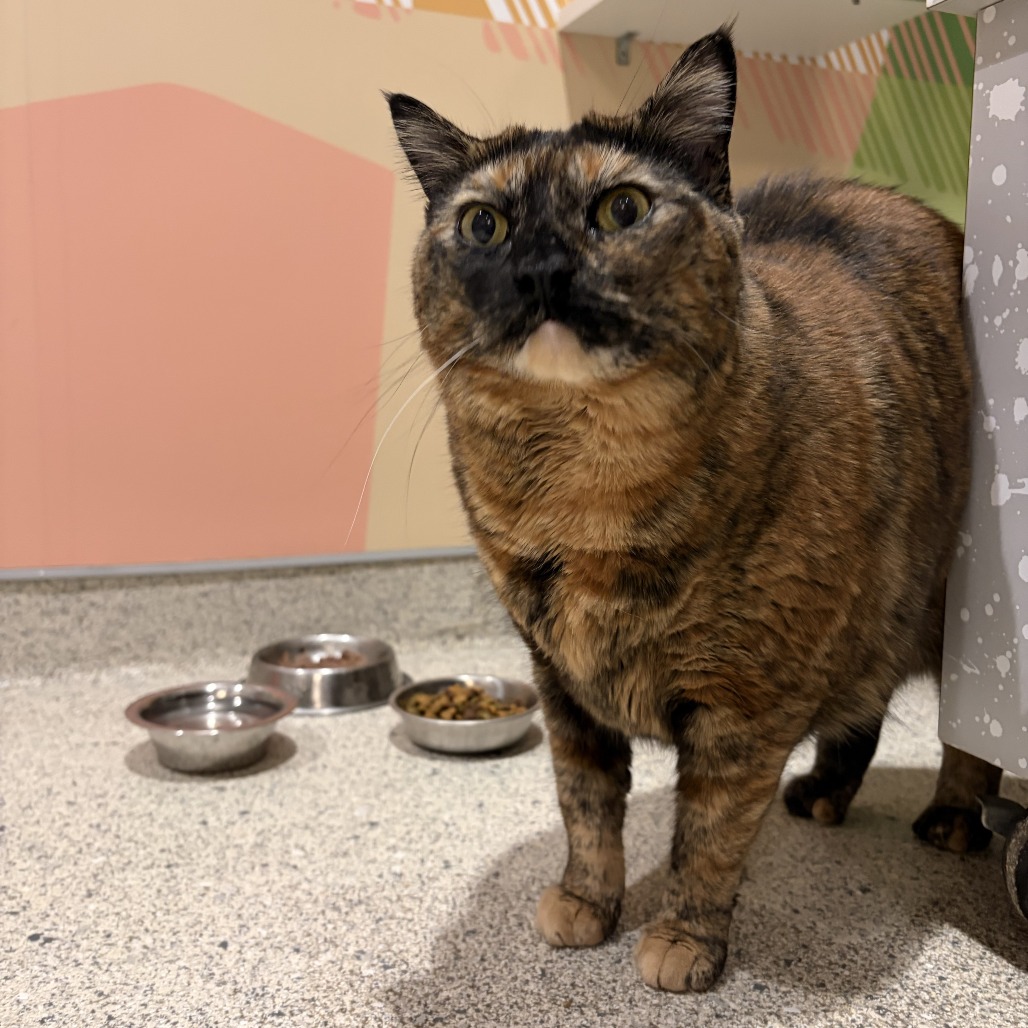 MICHELLE - Domestic Medium Hair for adoption in Jacksonville