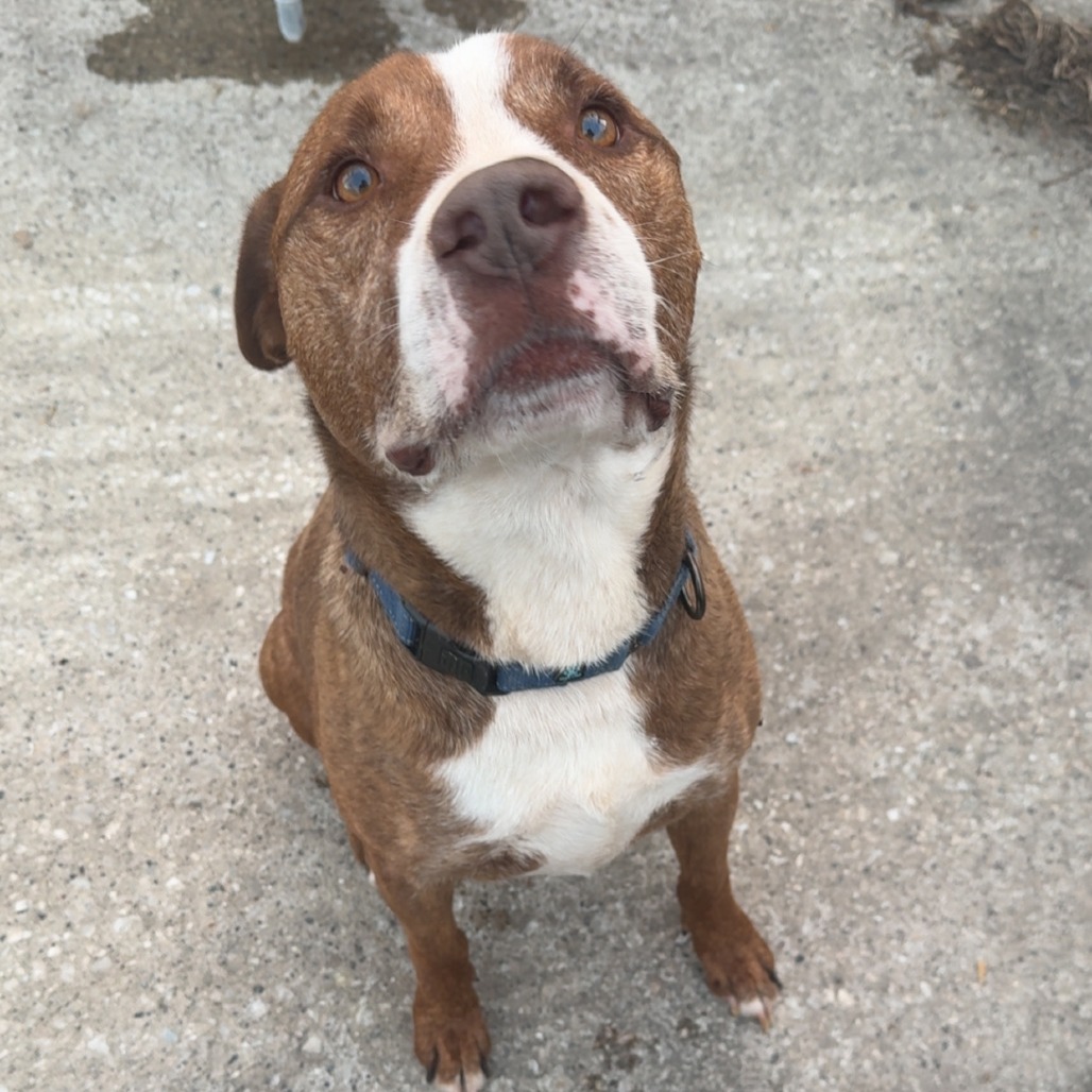 Diesel, available for adoption
