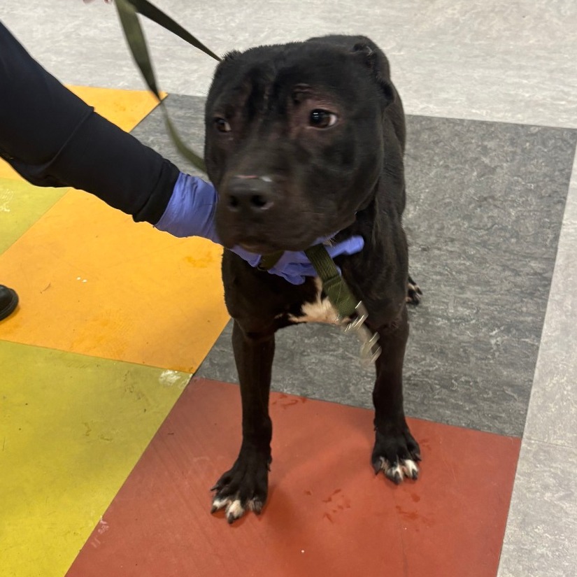 Godfrey — thumbnail 5