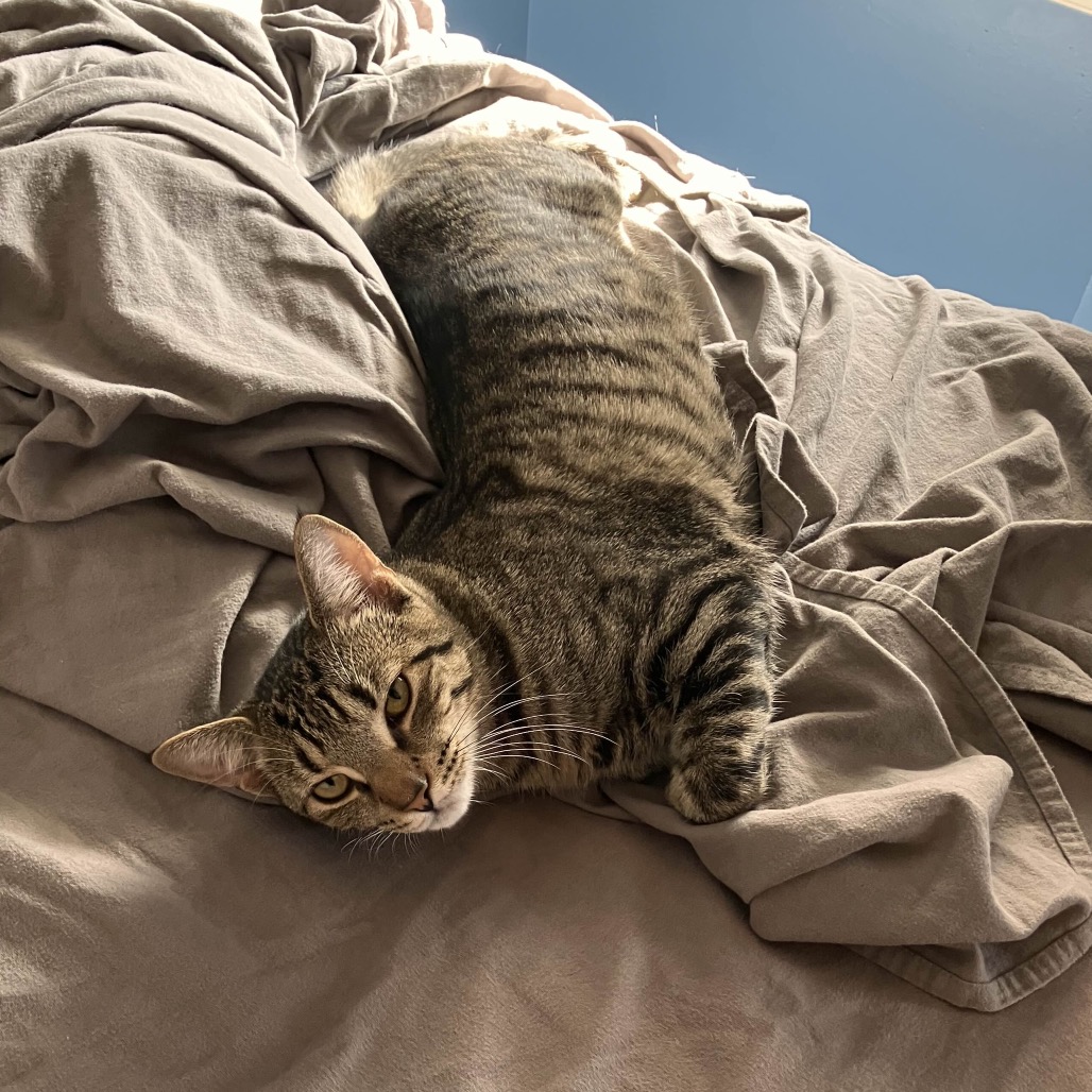 STRAWBERRY & BLUEBERRY - Domestic Shorthair for adoption in Silver Spring