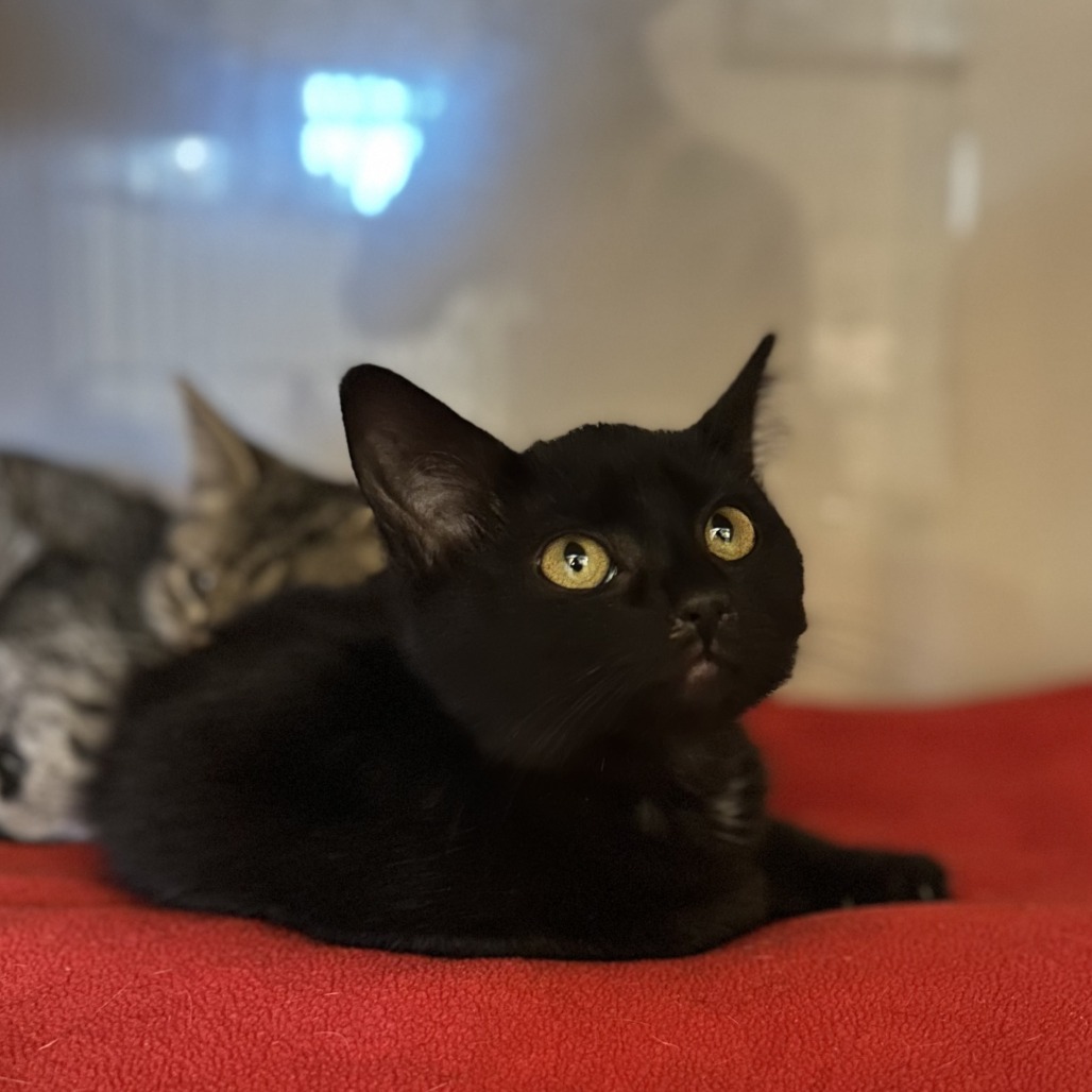 CHERRY - Domestic Shorthair available for adoption