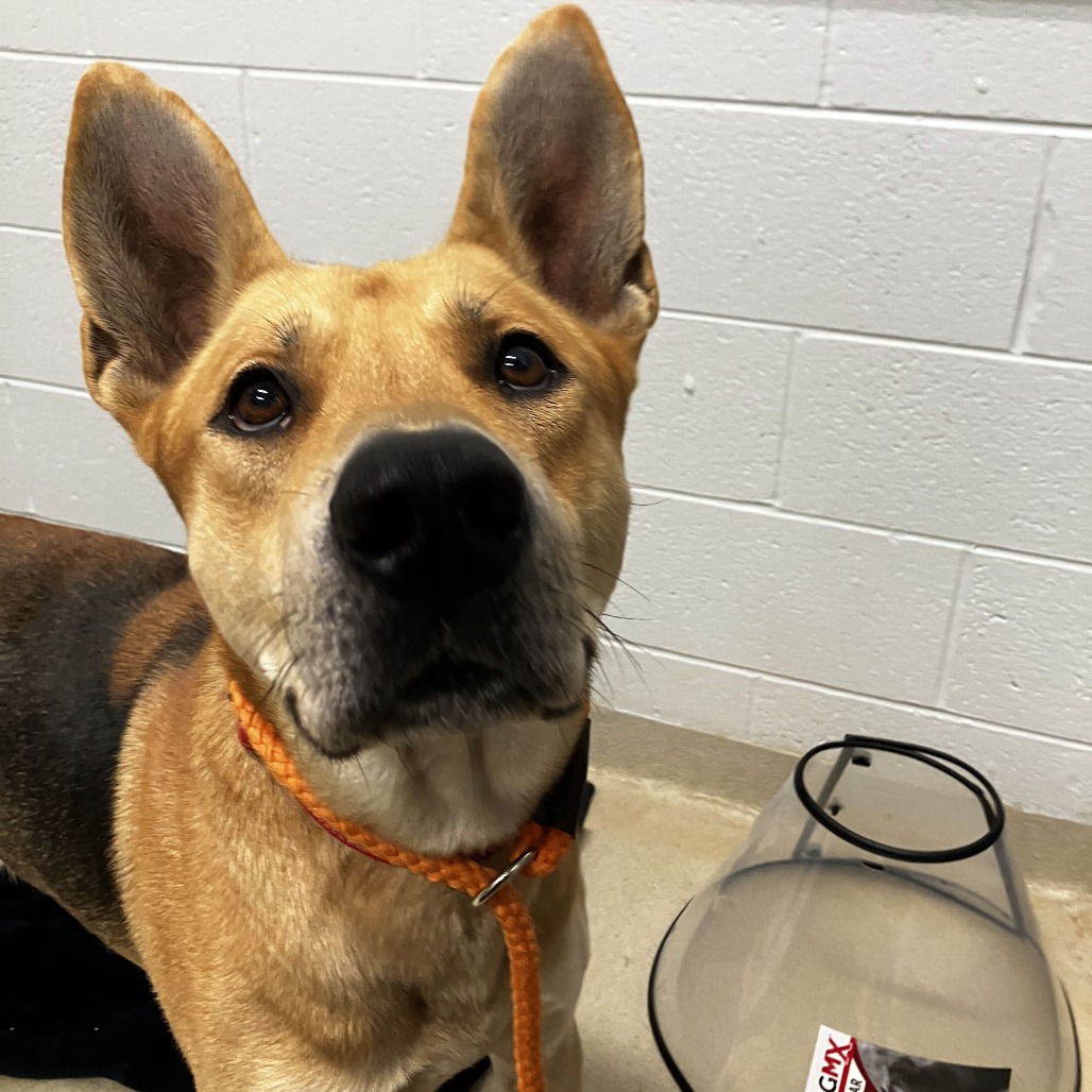 ASTRO - Shepherd / German available for adoption