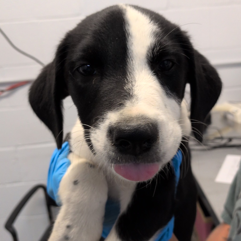 APPLE PIE - Retriever, Labrador / Collie available for adoption