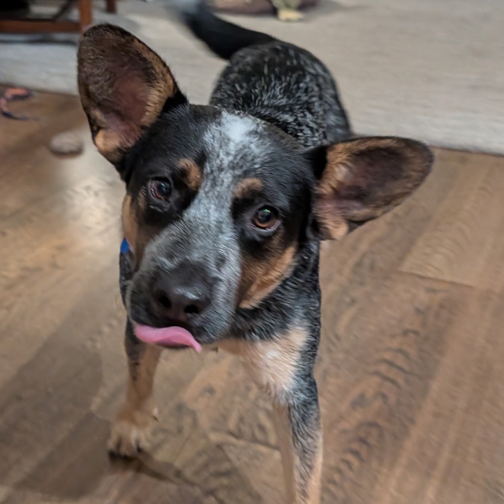 ALEX - American Blue Heeler available for adoption