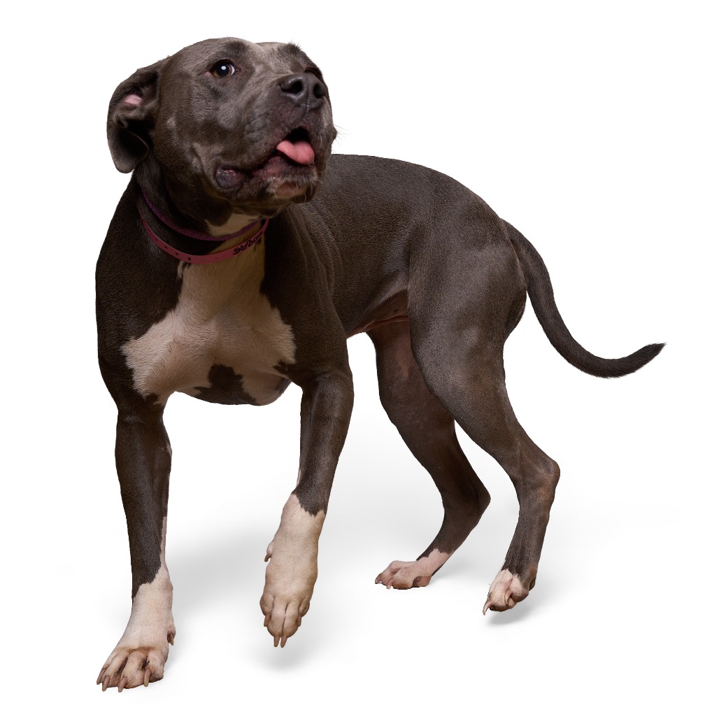 Angel — thumbnail 5