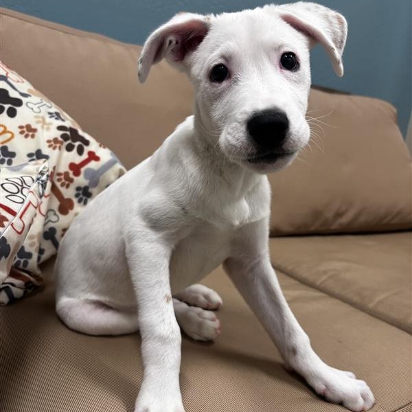 DANNY PHANTOM - Mixed Breed (Medium) / Boxer available for adoption