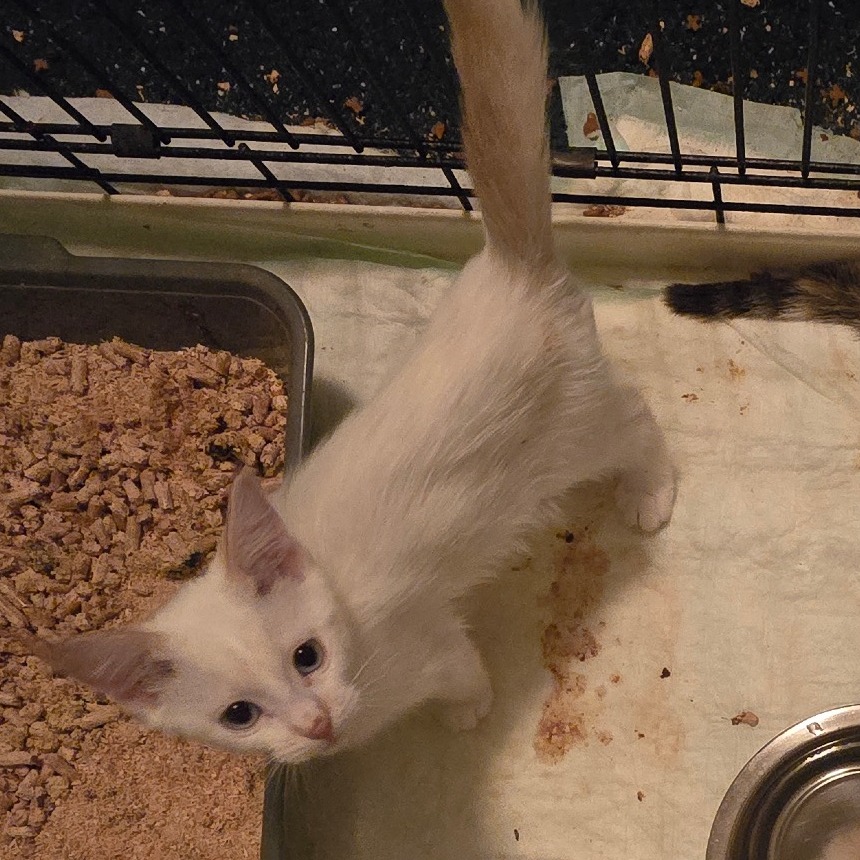 BRADY - Domestic Shorthair available for adoption