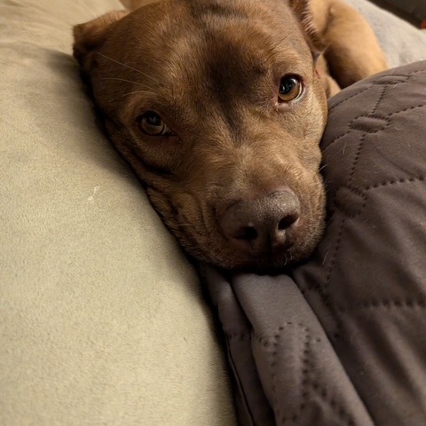 Rex, photo 26