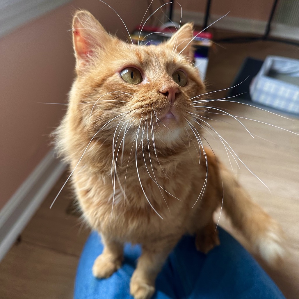 Pickles — thumbnail 2