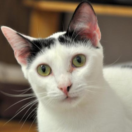 Photo of Mouse playing