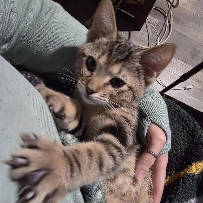 TOMMY (BONDED WITH ANGELICA) - Domestic Shorthair for adoption in Madison