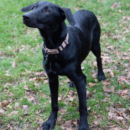 Bella, photo 4