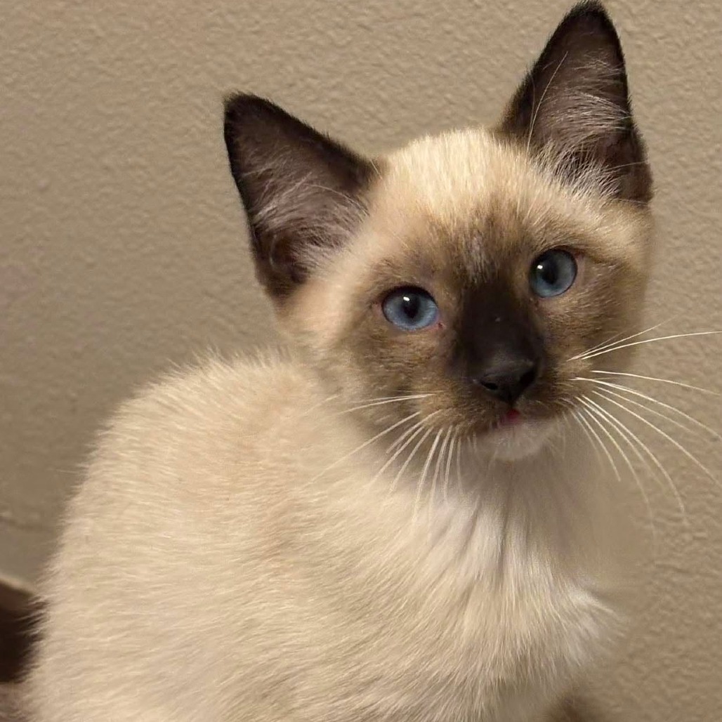 Benedict, adopted