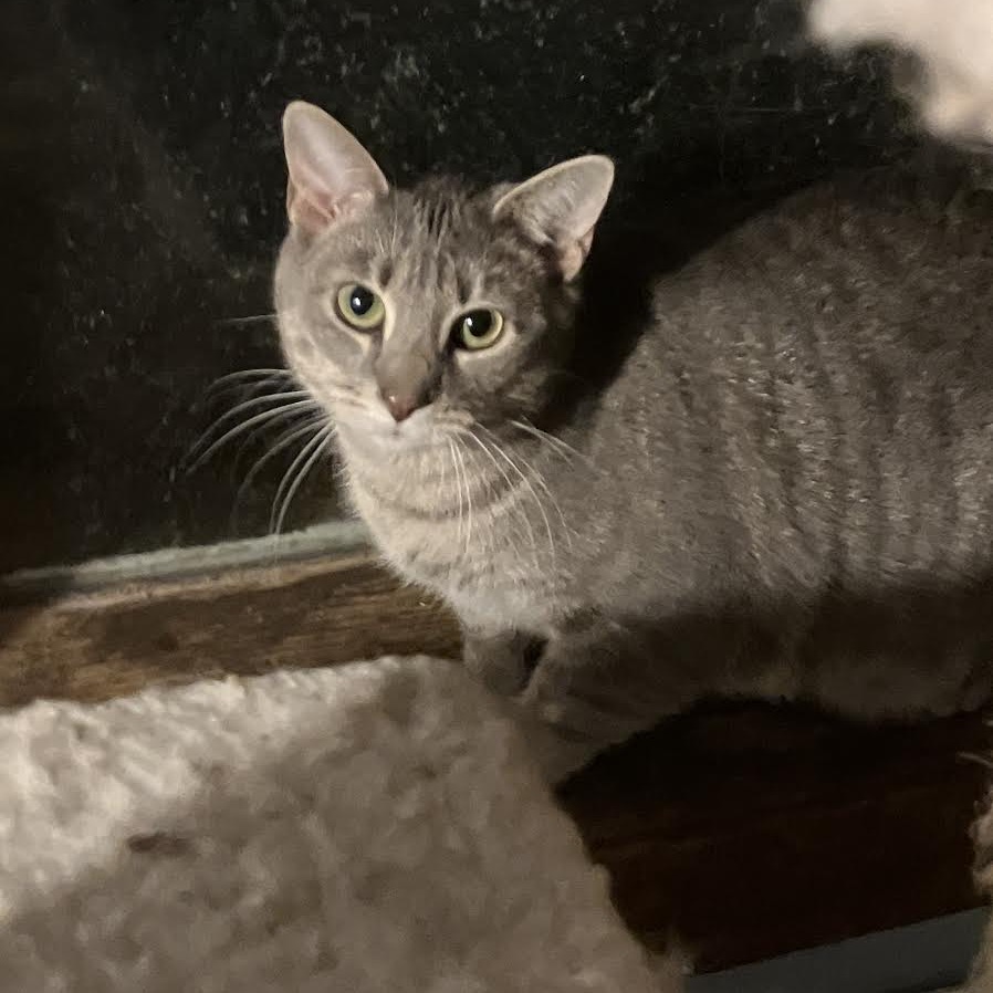 EMMY (BONDED WITH GRAMMY) - Domestic Shorthair for adoption in Madison