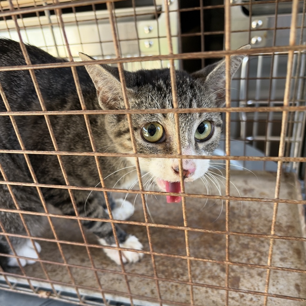 CHOLULA - Domestic Shorthair available for adoption