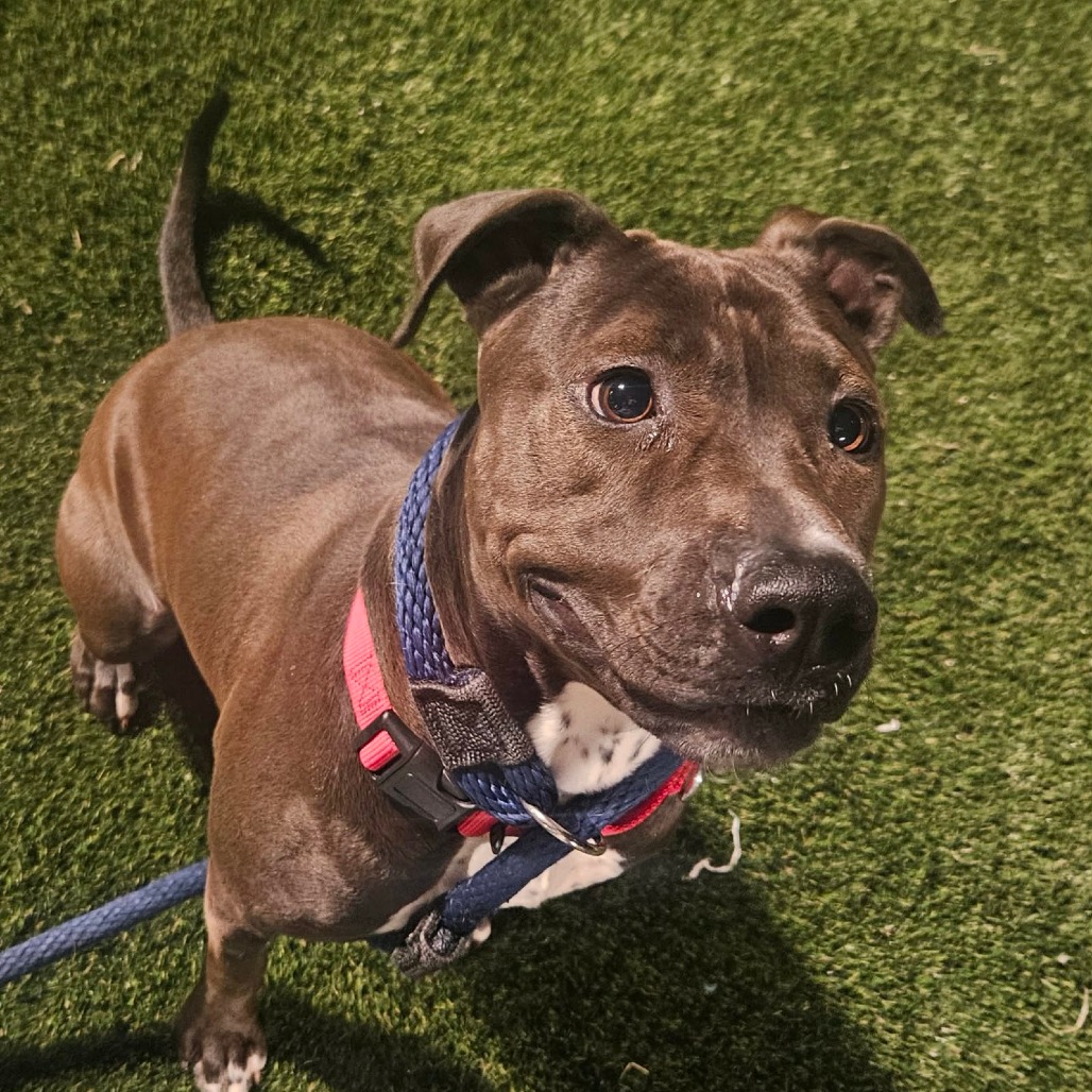 Bunbun — thumbnail 3