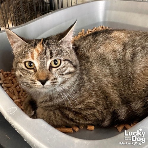 MAYSILEE - Domestic Shorthair available for adoption