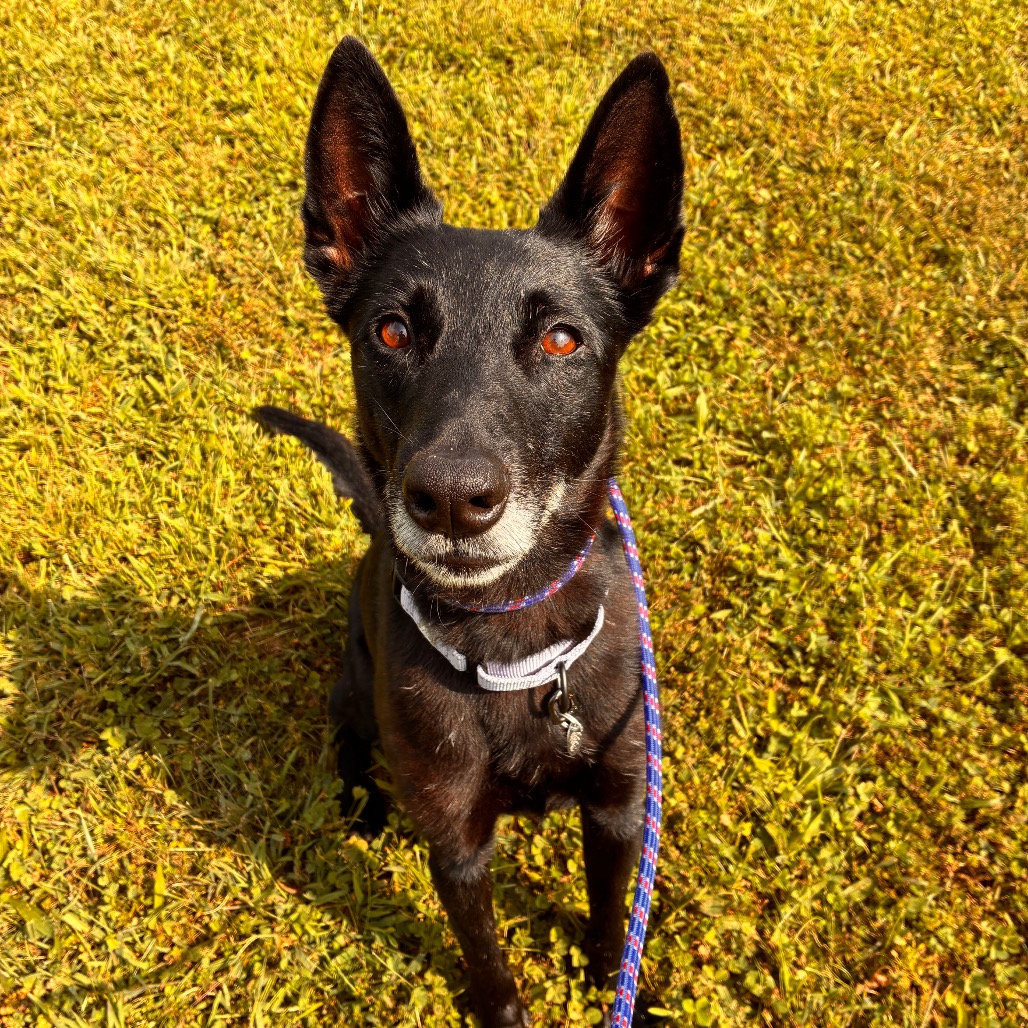 ERA - Malinois / Belgian available for adoption