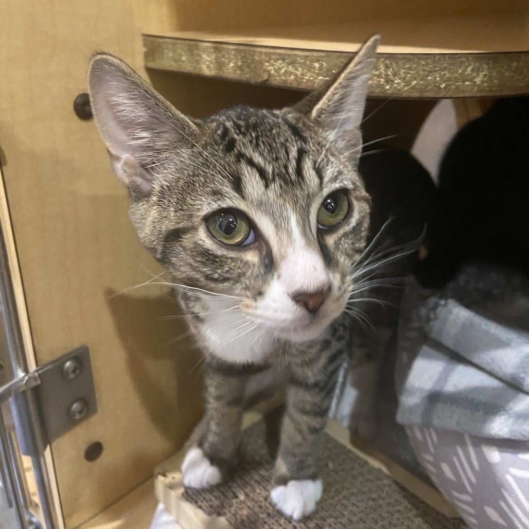 LEDA BEDA - Domestic Shorthair available for adoption