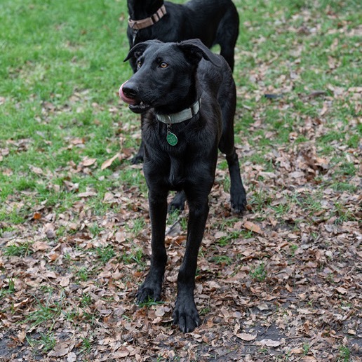 Archie, photo 4