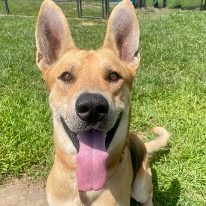 ASTRO - Shepherd / German available for adoption