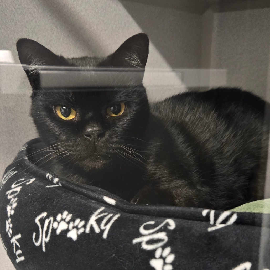 PINKIE - Domestic Shorthair available for adoption