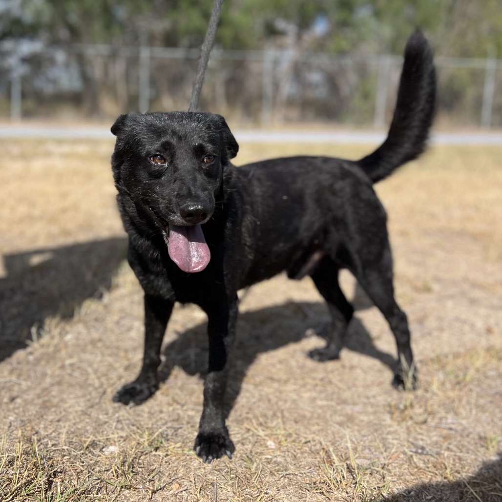 Photo of Patron, available for adoption at PVAS