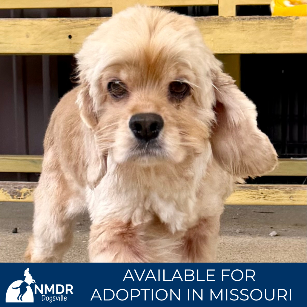 KEELY - MISSOURI (AG26-83) - Spaniel / American Cocker available for adoption