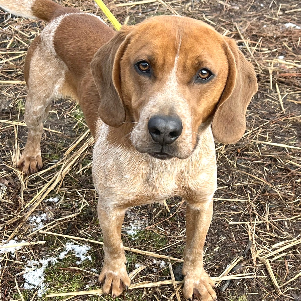 Yoda — thumbnail 4