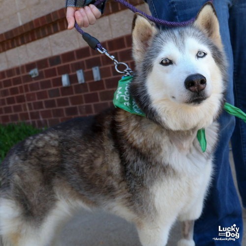 SAPPHIRE - Husky available for adoption