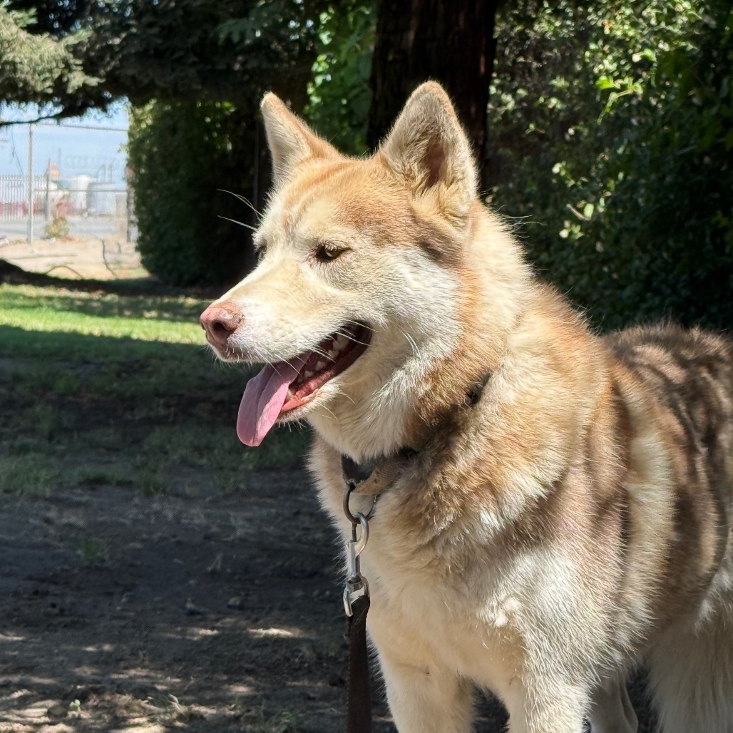 Cinnamon, photo 11