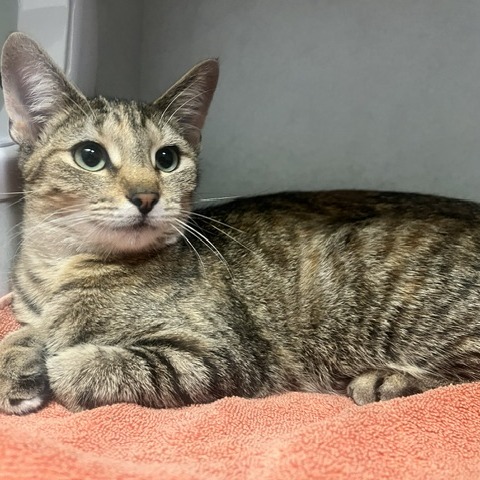 SYBIL SPOOKS - Domestic Shorthair available for adoption