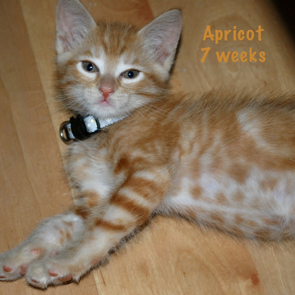 Apricot, photo 3