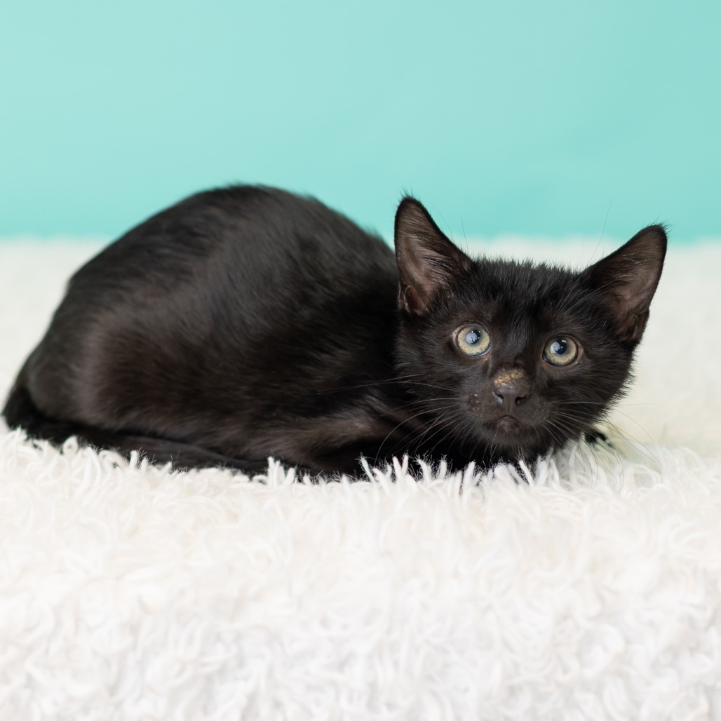 Barnabas Neko, photo 3