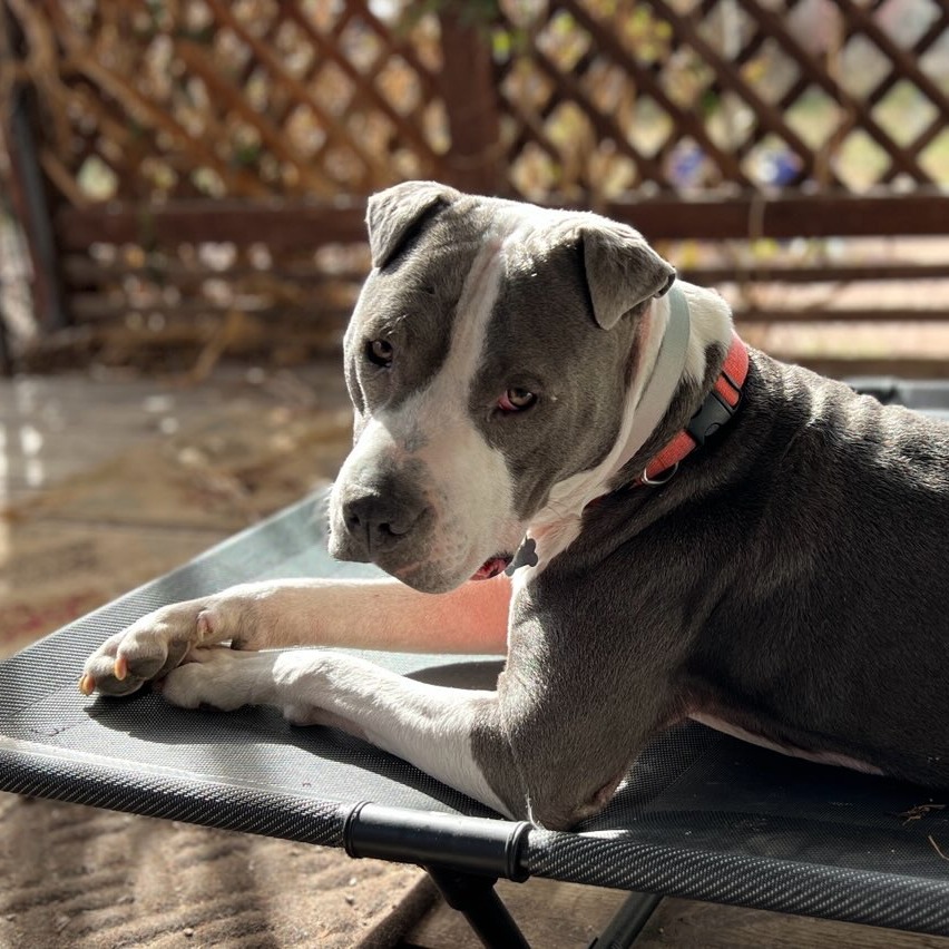 Lil' Ears McGee — thumbnail 3