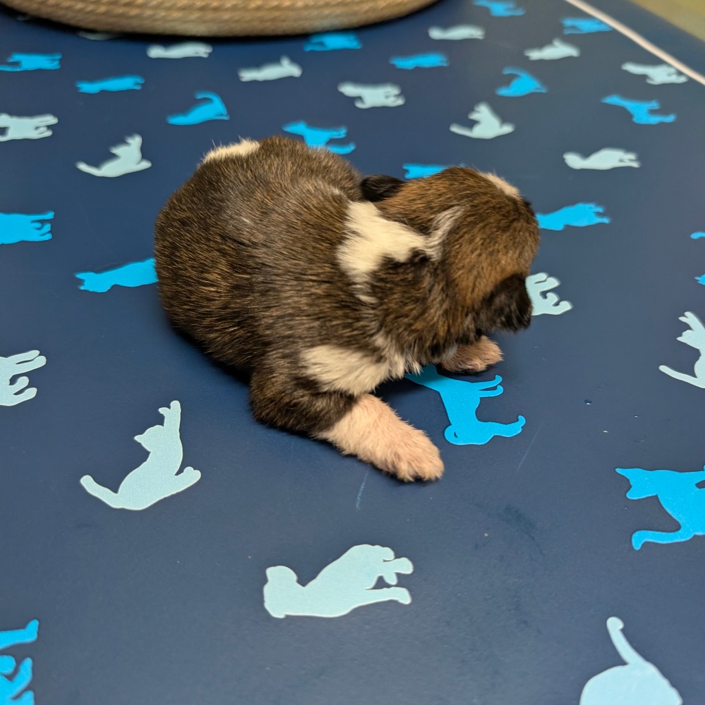 Bowie — thumbnail 3