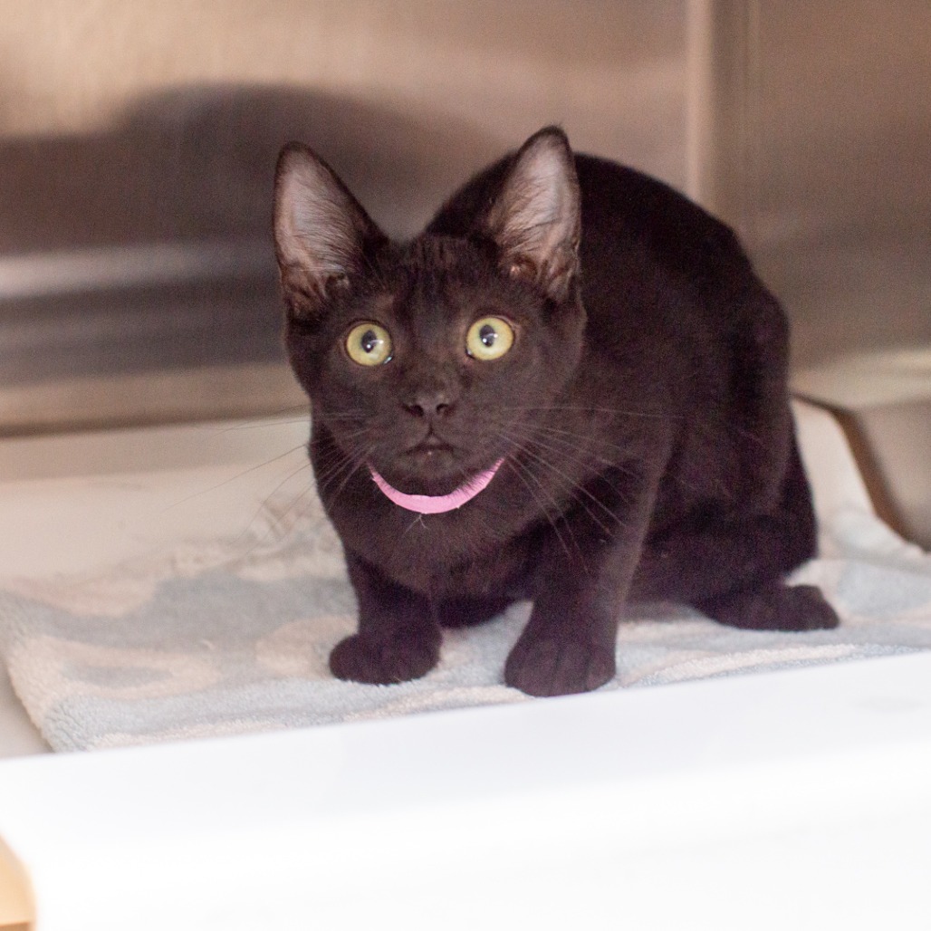 LORI - Domestic Shorthair / Mix available for adoption