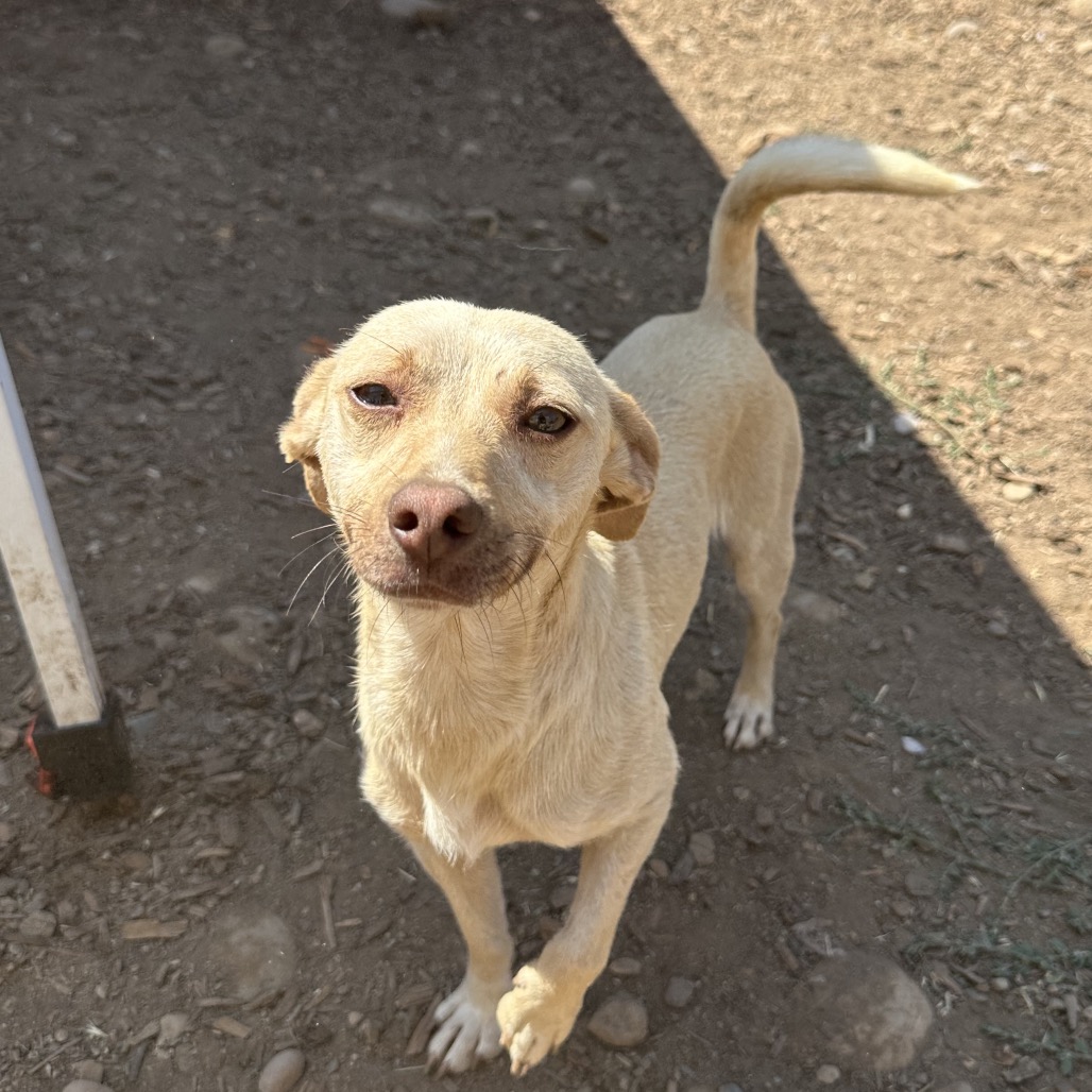 Tarzan — thumbnail 3