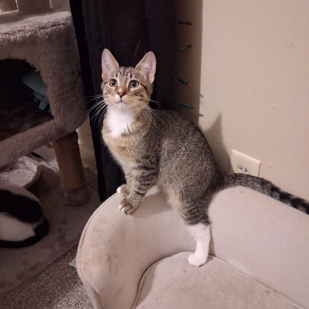 Roxas, available for adoption