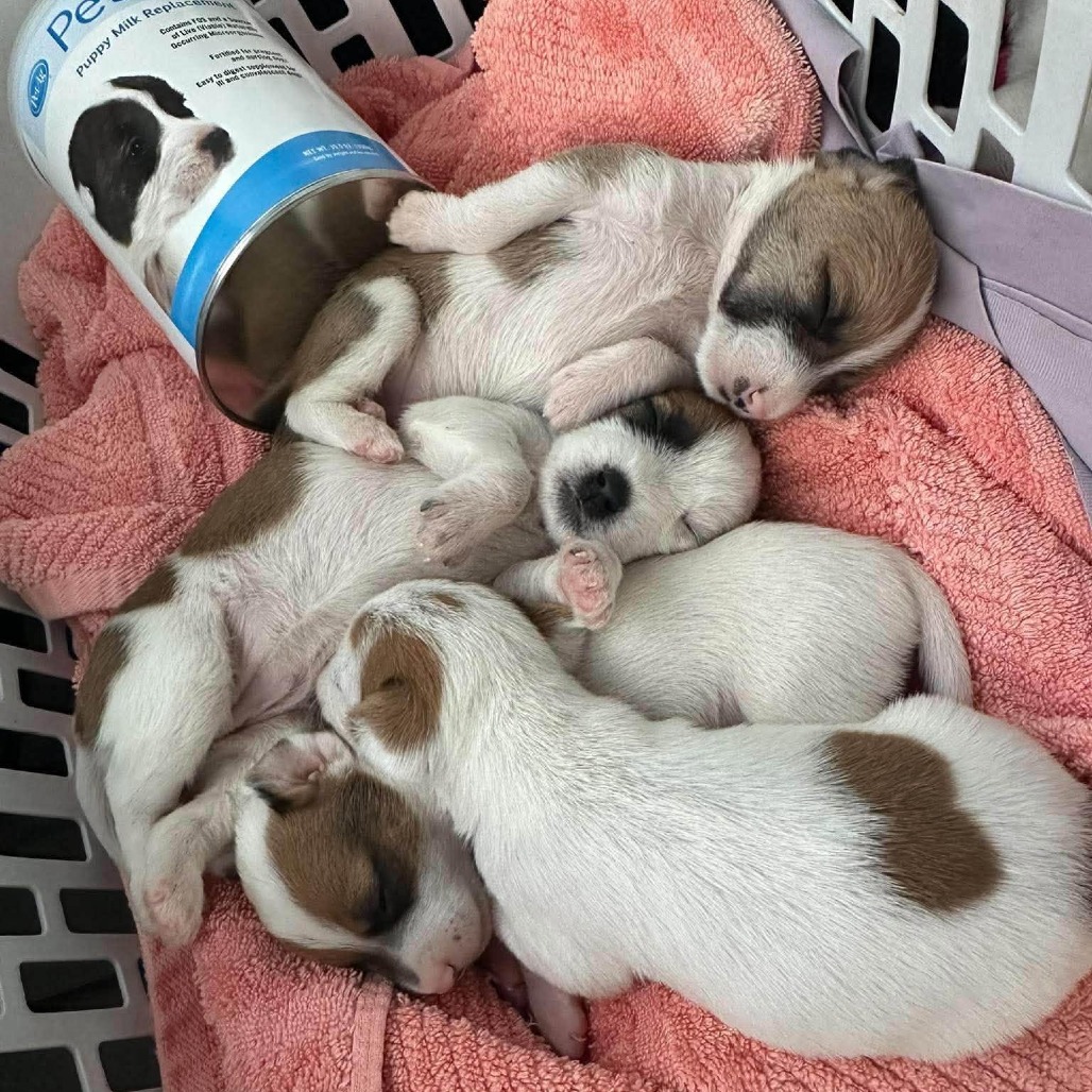BEAKER - Mixed Breed (Medium) available for adoption