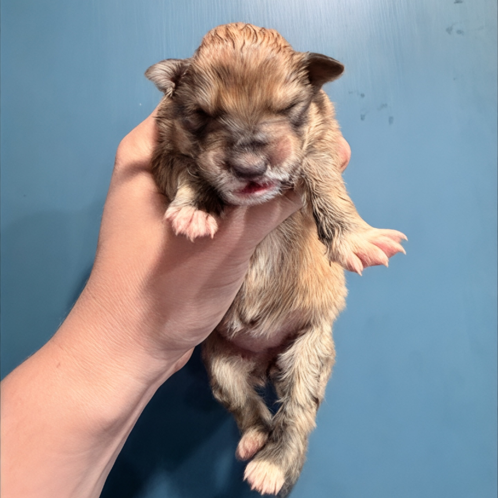 Animal Thumbnail