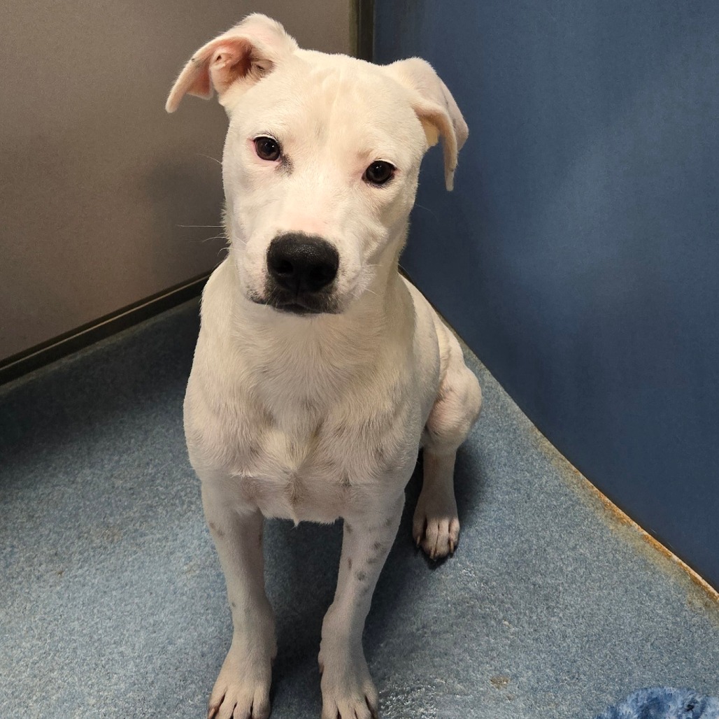 GIBBIE - Mixed Breed (Medium) available for adoption