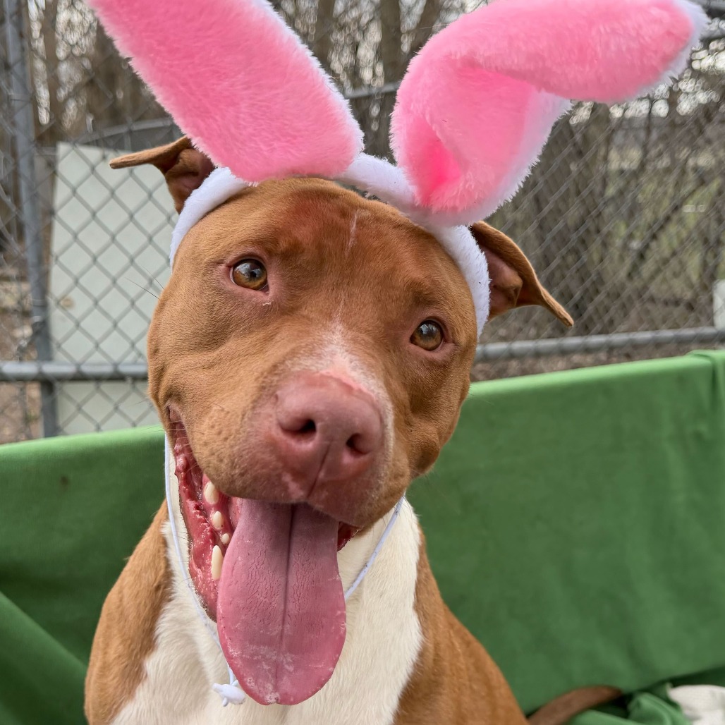 Cornelius — thumbnail 5